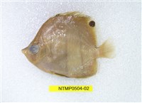 藏品(尖嘴蝴蝶魚)的圖片